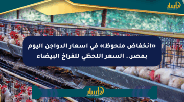 «انخفاض ملحوظ» في أسعار الدواجن اليوم بمصر.. السعر اللحظي للفراخ البيضاء
